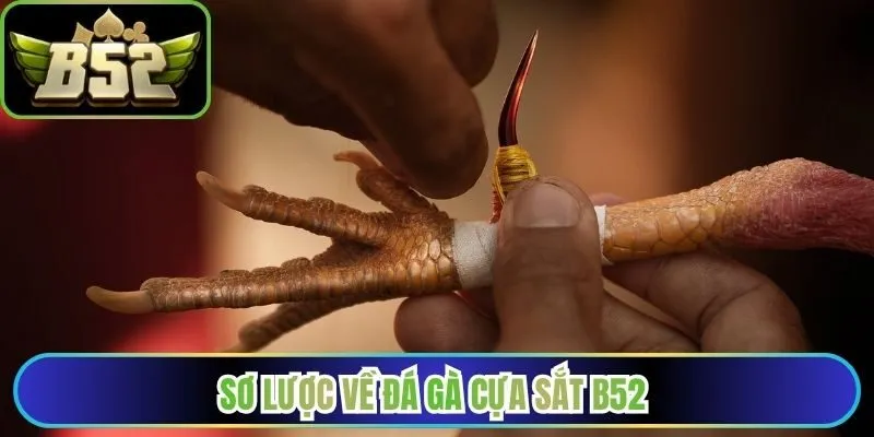 Sơ lược về đá gà cựa sắt B52 